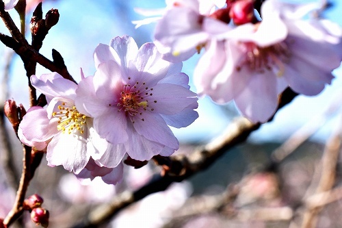 10-1冬桜.jpg