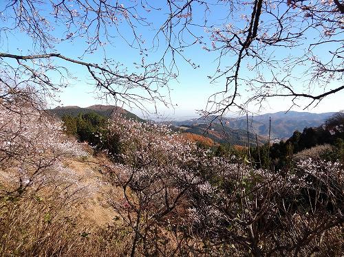 10-2冬桜.jpg