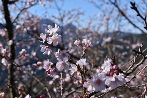 11-1冬桜.jpg