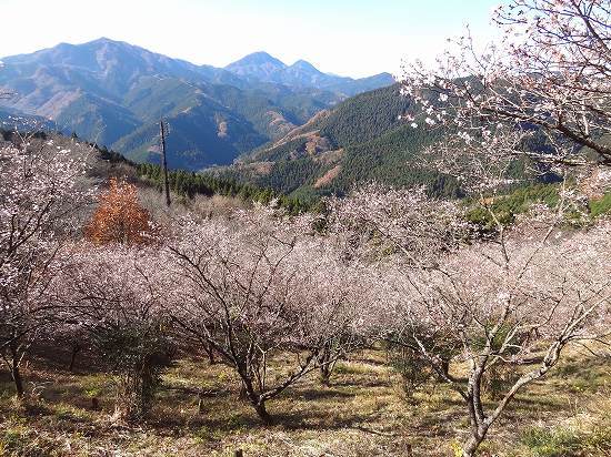 11-2冬桜.jpg