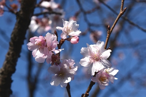 11-5冬桜.jpg