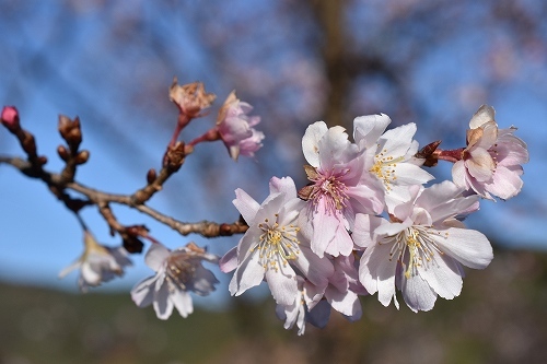11-6冬桜.jpg