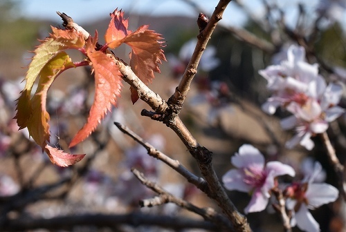11-7冬桜.jpg