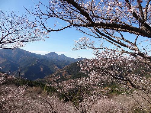 11-8冬桜.jpg