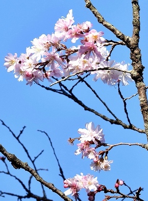 12-1冬桜半八重.jpg