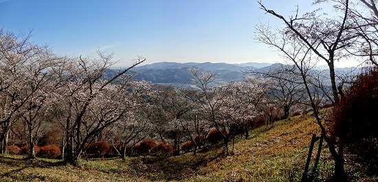 13-1冬桜.jpg