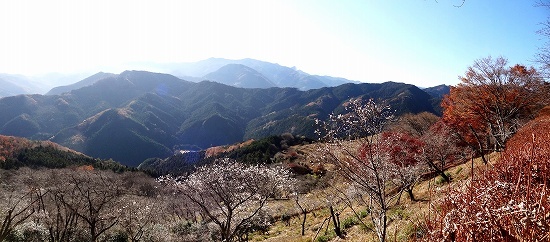 13-5冬桜.jpg