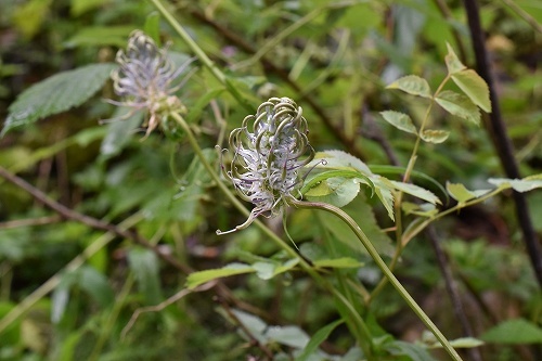 22-3ﾀﾏｼｬｼﾞﾝ属 betonicifolium.jpg