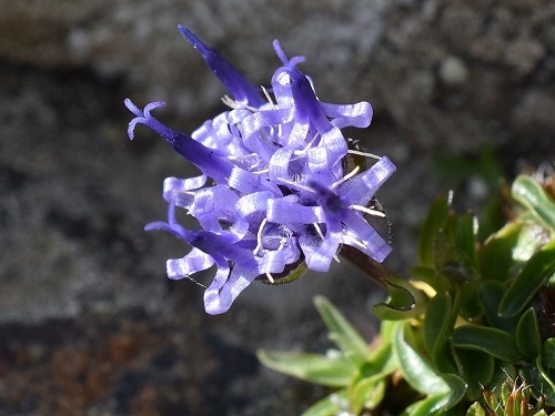 31-1ﾀﾏｼｬｼﾞﾝ属 globulariifolium.jpg