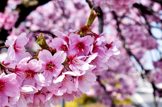 43陽光桜.jpg